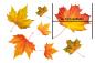 Preview: Fenstersticker Herbstset