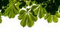 Preview: Fototapete Kastanienblätter