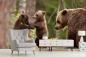 Preview: Fototapete Bärenjunge mit der Bärenmutter im Wald