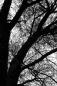 Preview: Fototapete Silhouette eines Baumes