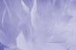 Preview: Fototapete mit flauschigen Federn in Lila