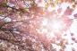 Preview: Fototapete Kirschblüte