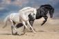 Preview: Fototapete weißes und schwarzes Pferd