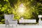 Preview: Fototapete Sonnenlicht im Wald