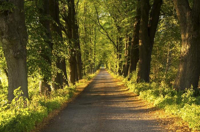 Vlies-Fototapete Baumallee im Sommer