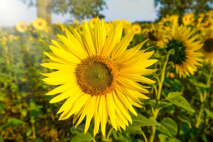 Fototapete Sonnenblume