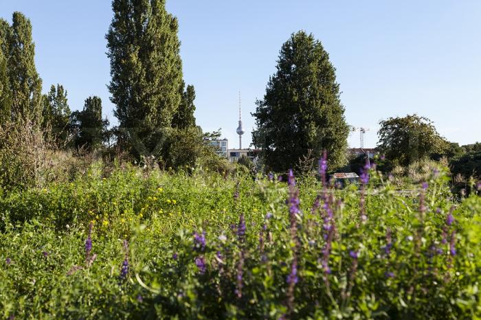 Fototapete Berlin Mauerpark