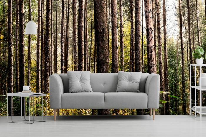 Fototapete Fichtenwald