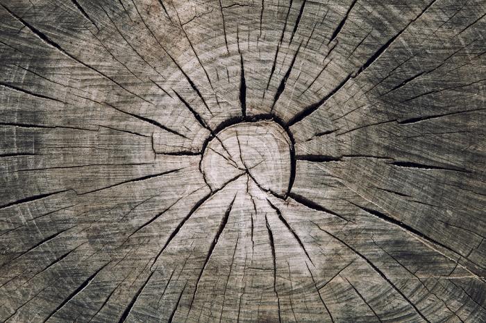 Fototapete Baumstamm Querschnitt