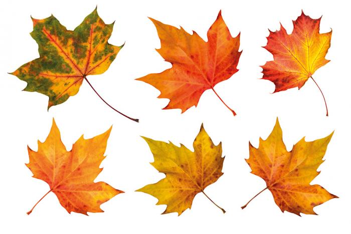 Fenstersticker Herbstset