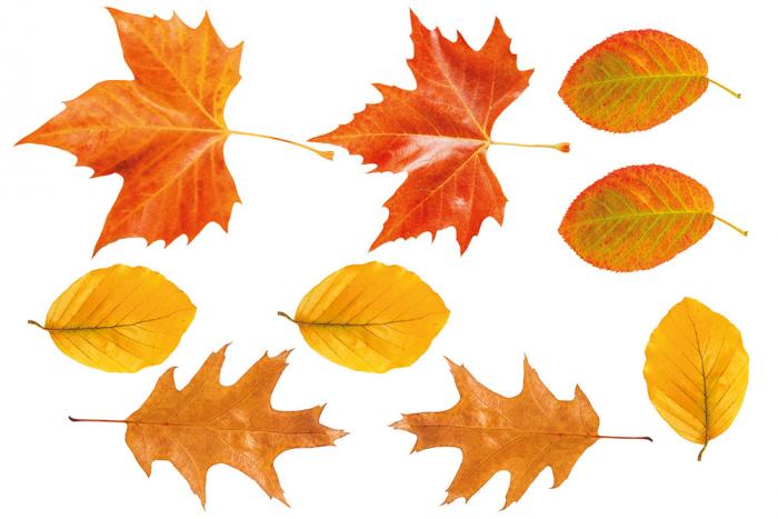 Fenstersticker Herbstset