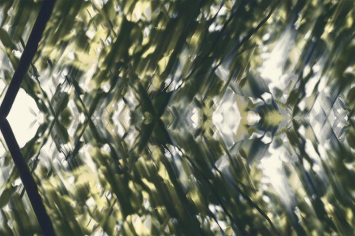 Fototapete abstrakte grüne Blätter im Wald