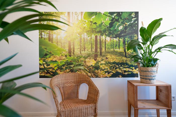 Fototapete aus Vlies mit einem Waldmotiv an einer Wand im Wohnzimmer