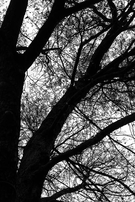 Fototapete Silhouette eines Baumes