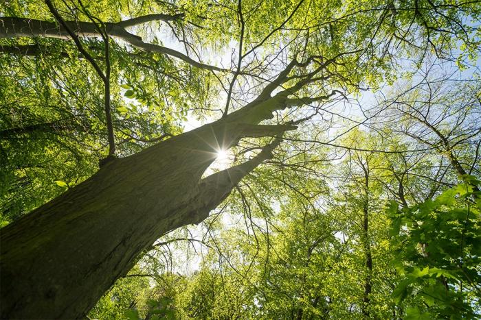 Fototapete Baum im Wald