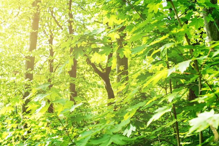 Fototapete Blätter im Sonnenlicht