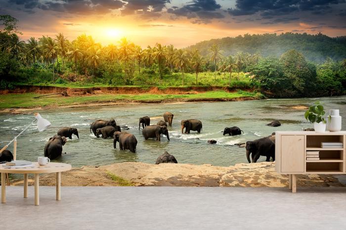 Fototapete Elefanten baden in einem Fluss in Sri Lanka