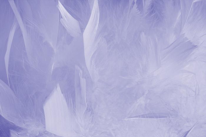Fototapete mit flauschigen Federn in Lila