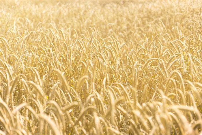 Fototapete Getreidefeld im  Sommer