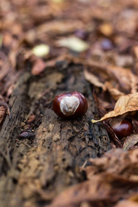 Fototapete Kastanie im Herbst
