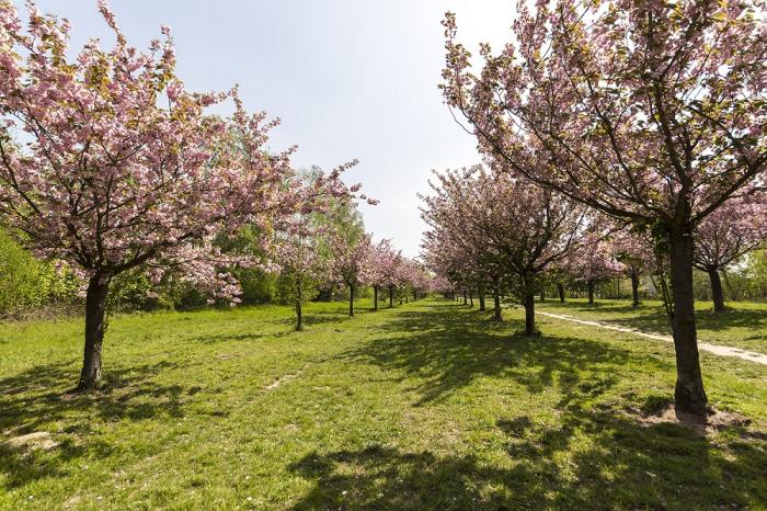 Fototapete Kirschblütenallee