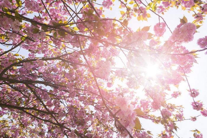 Fototapete Kirschblüte