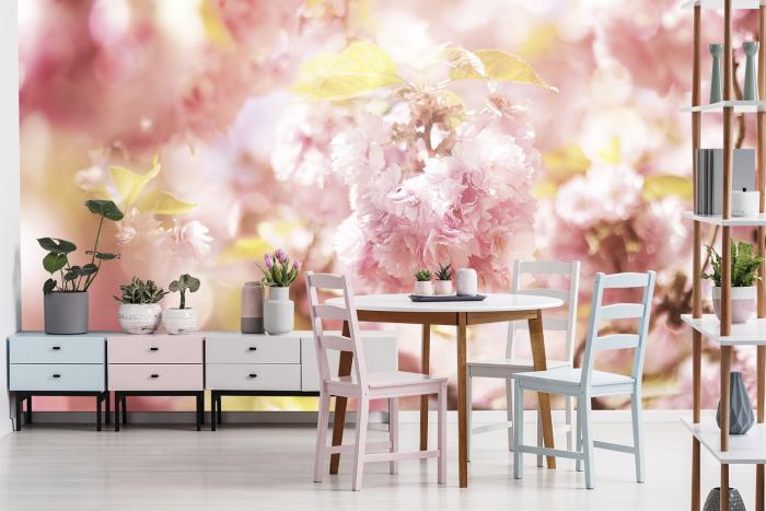 Fototapete Kirschblüte