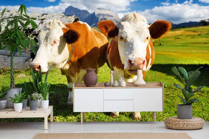 Fototapete Kühe in den italienischen Alpen