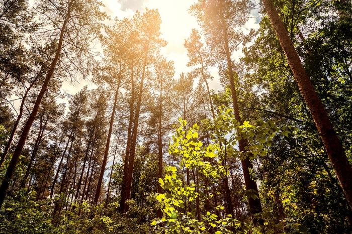 Fototapete Wald im Sonnenlicht