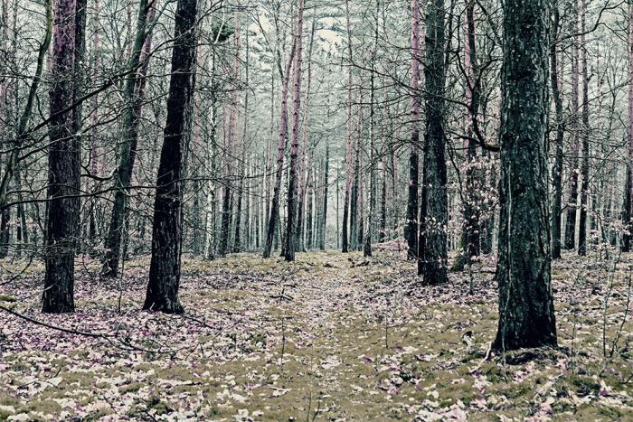 Fototapete Wald in impressionistischen Farben