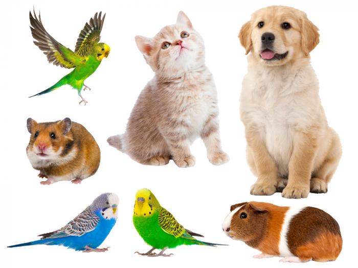 Wandtattoo niedliche Haustiere wie echt