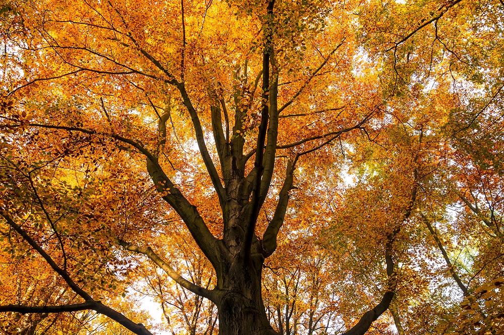 Fototapete Herbstbaum
