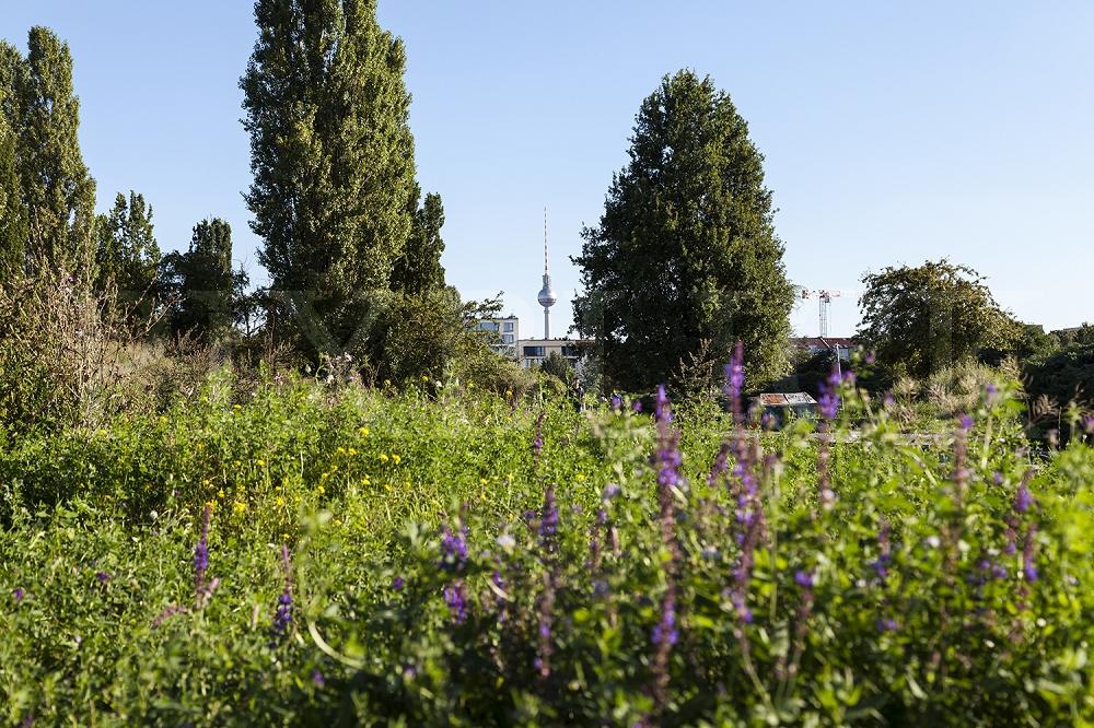 Fototapete Berlin Mauerpark