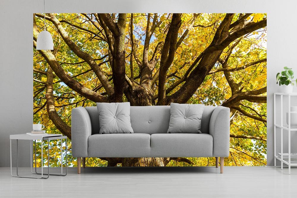 Fototapete Herbstbaum