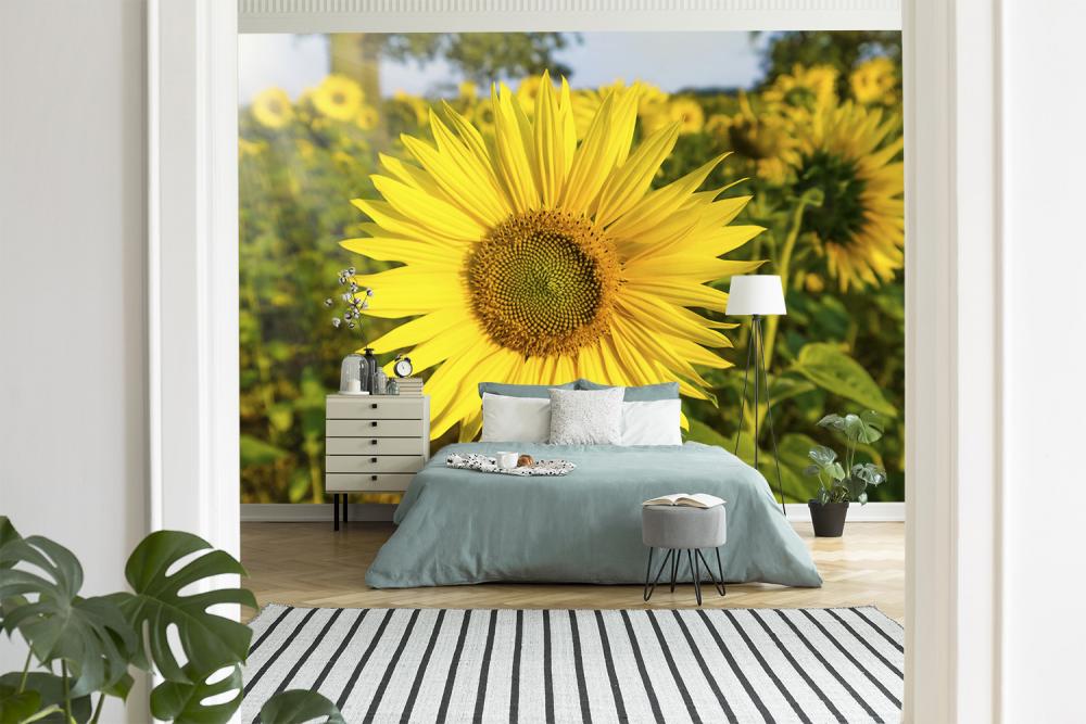Fototapete Sonnenblume