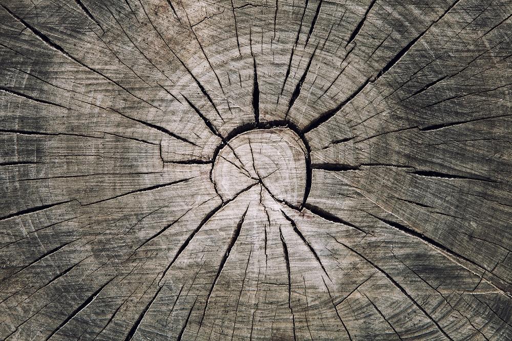 Fototapete Baumstamm Querschnitt