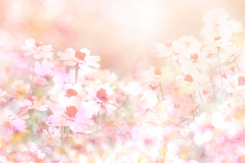 Fototapete Blumenwiese