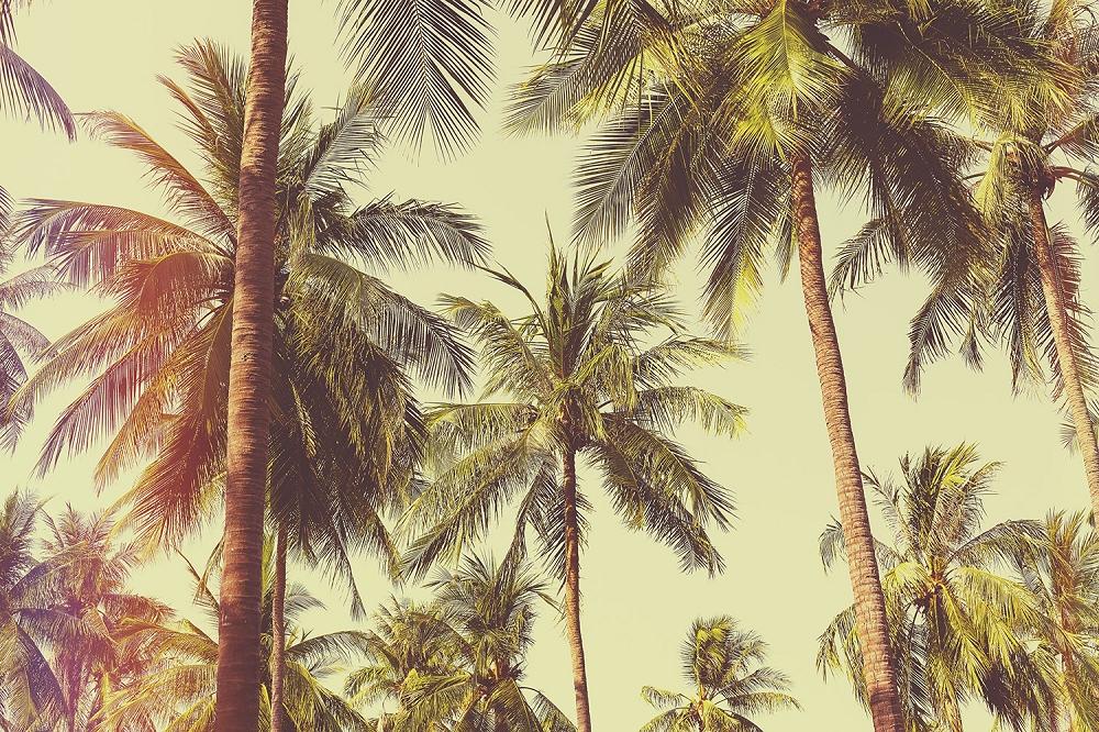 Fototapete Palmen