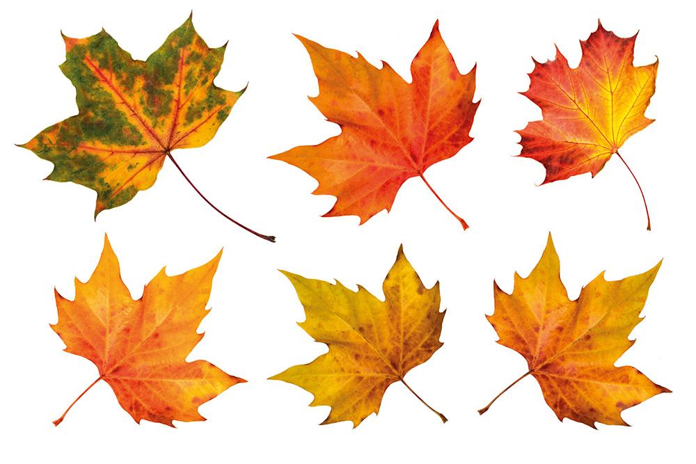 Fenstersticker Herbstset