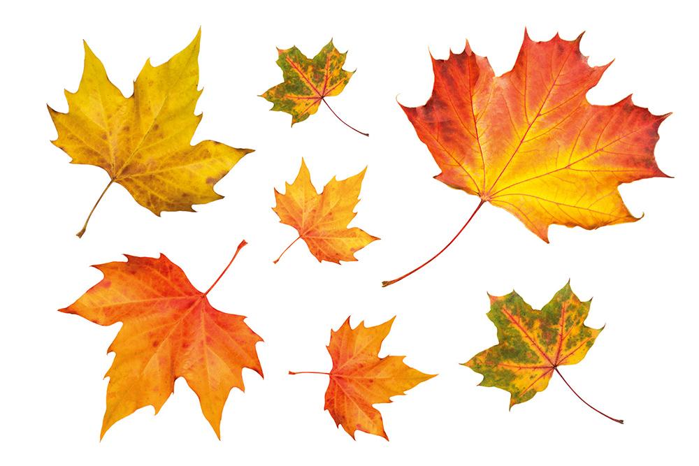 Fenstersticker Herbstset