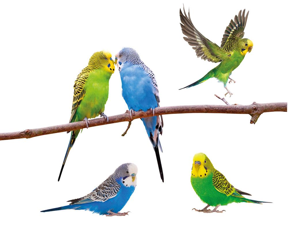 Wellensittiche Fenstersticker