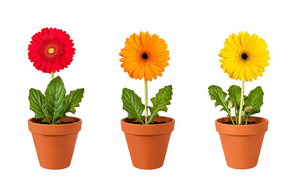 Gerbera Fenstersticker