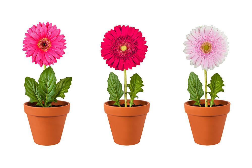 Gerbera Fenstersticker
