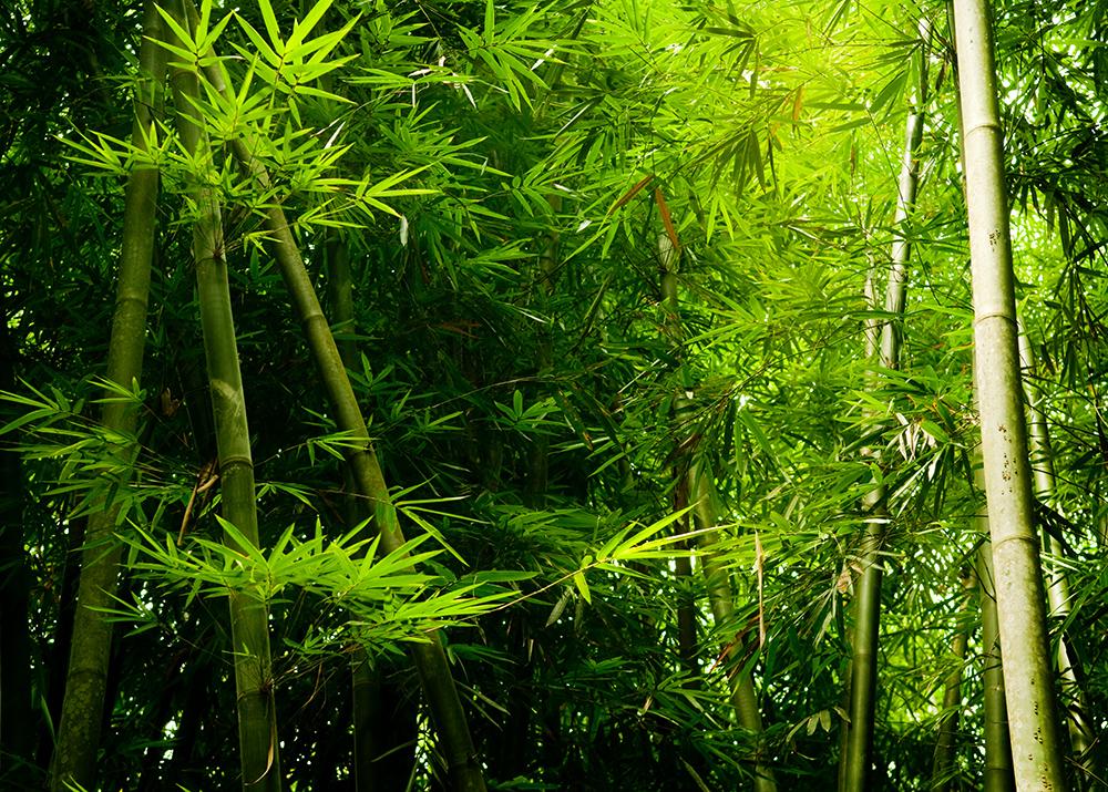 Vlies-Fototapete Bambuswald bestellen!