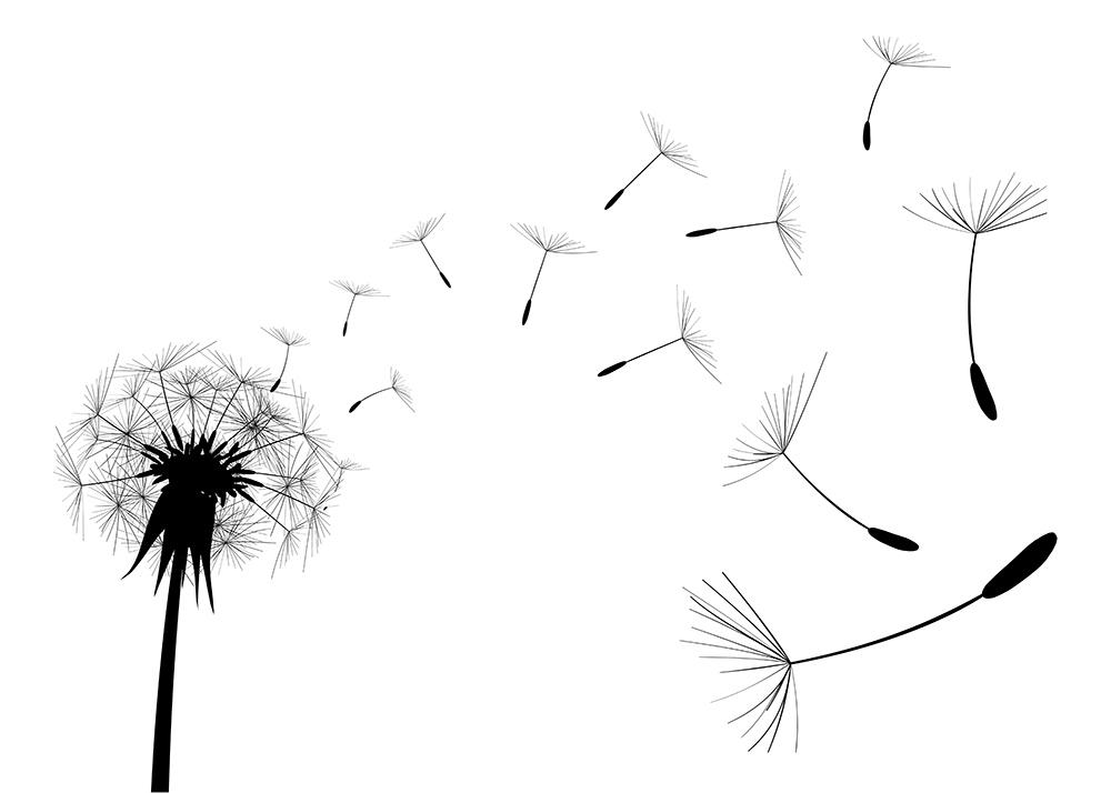 Fototapete Silhouette einer Pusteblume im Wind