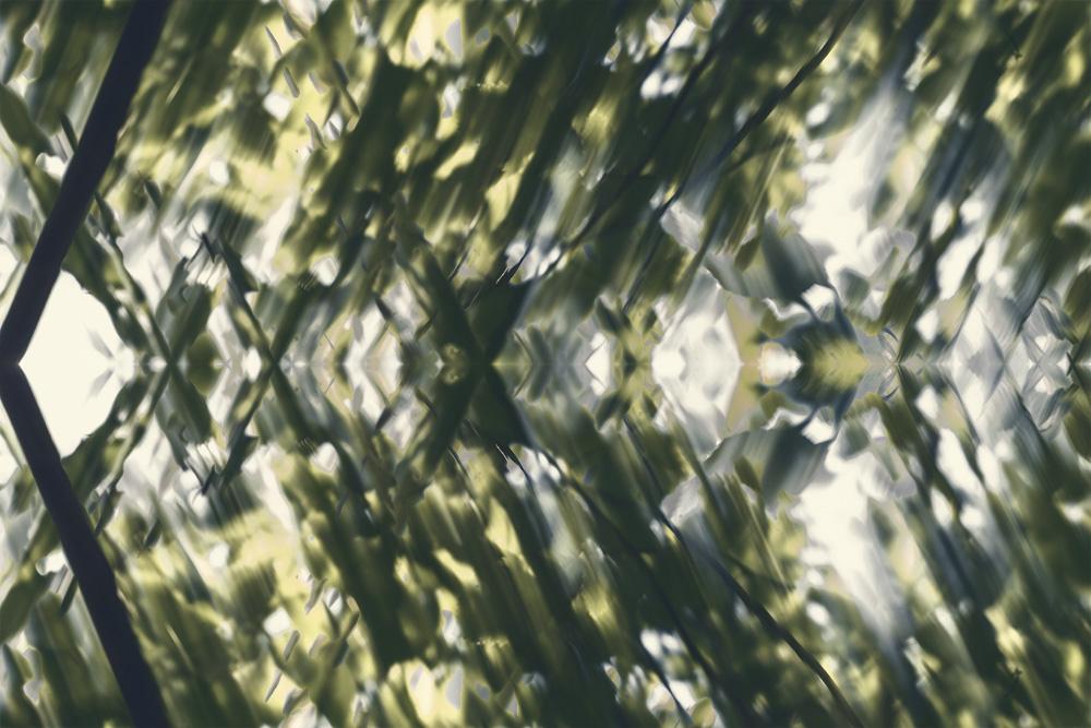 Fototapete abstrakte grüne Blätter im Wald