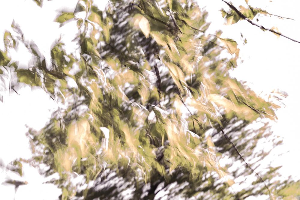 Fototapete abstrakte Darstellung eines Baums