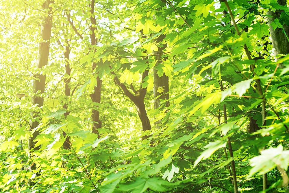 Fototapete Blätter im Sonnenlicht