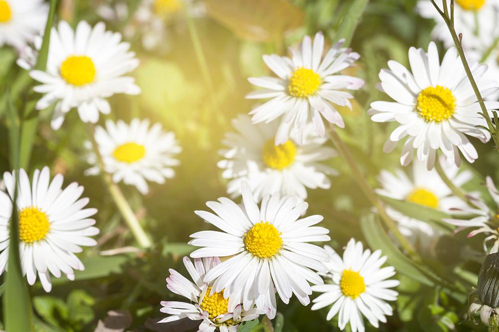Fototapete Gänseblümchen