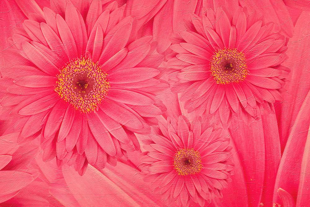Fototapete Gerbera